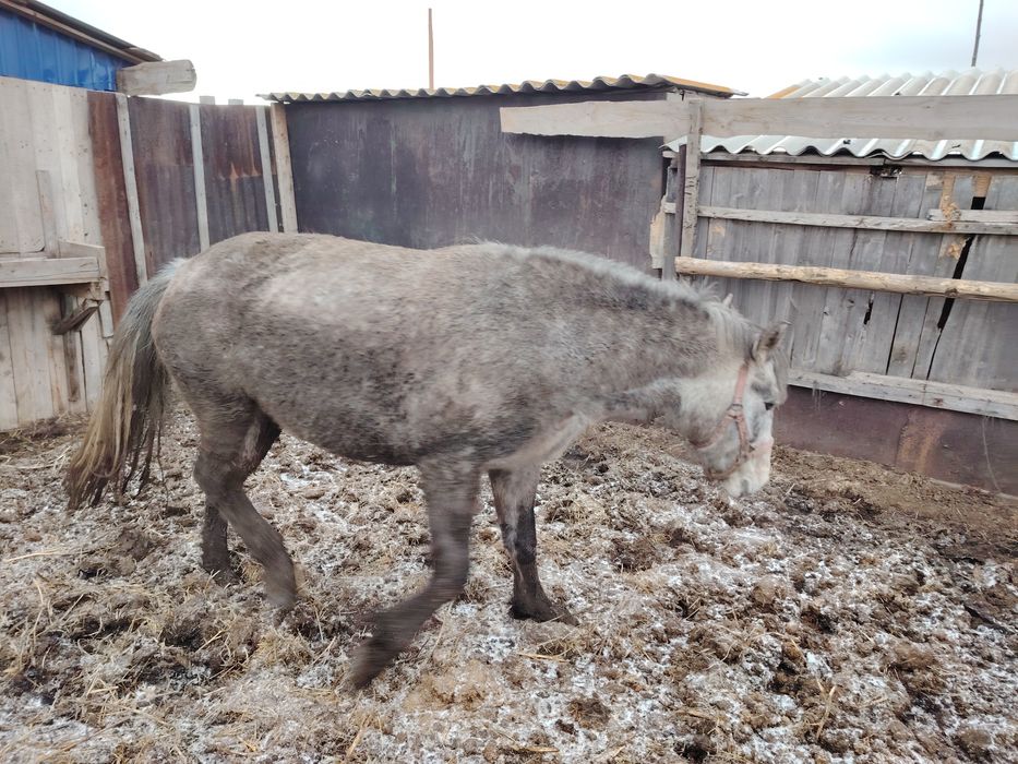 Продается Кабыла 6 лет