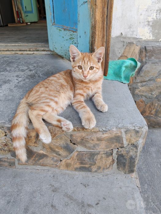 Продается кошечка
