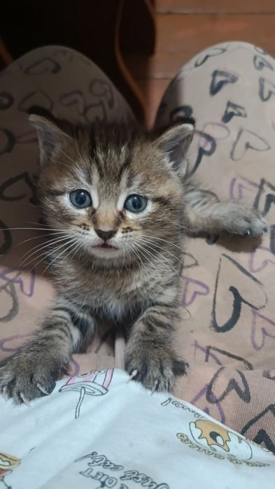 Отдам котят в хорошие руки