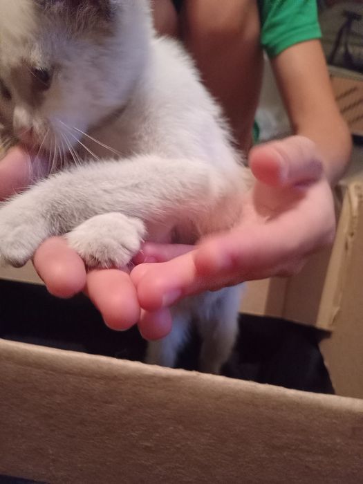Отдам котёнка в добрые руки