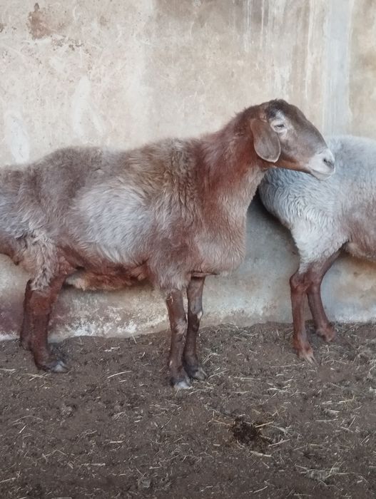 Sovliq la bugoz bolishi mumkin