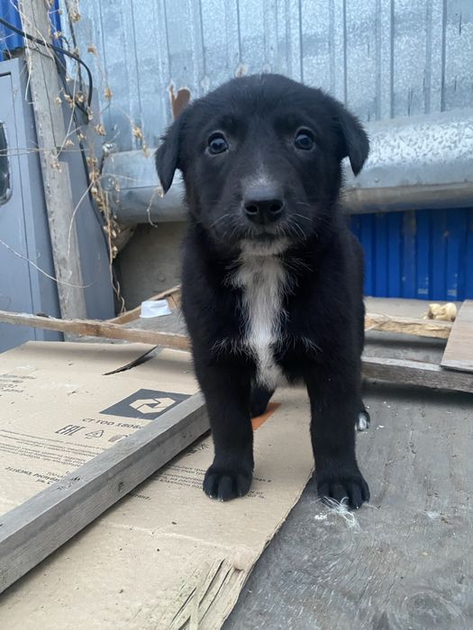 Щенки в добрые руки бесплатно