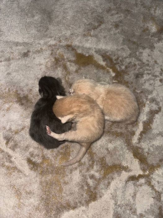 Bretanya kalta yungli Mushugi