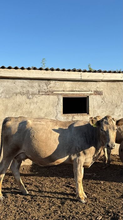 Продам коров 13 голов 3 быка