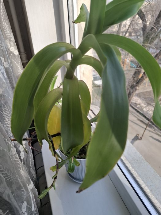 Золотой ус , лечебный