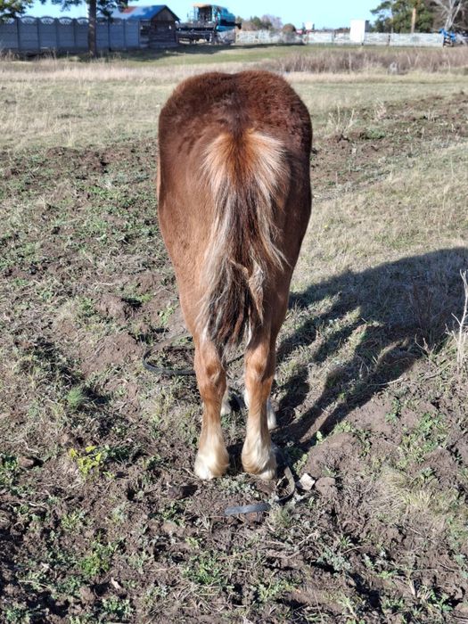 Продам жеребчик 11 месяцев полутяж