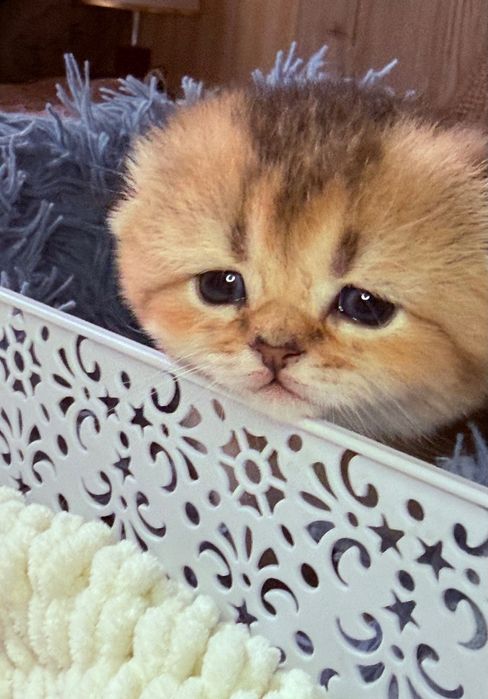 Скоттиш фолд чистокровные