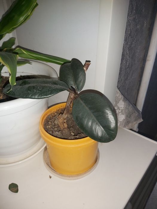 Комнатные растения