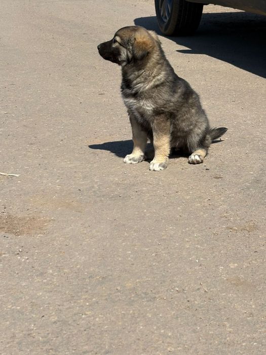 Щенки бесплатноо