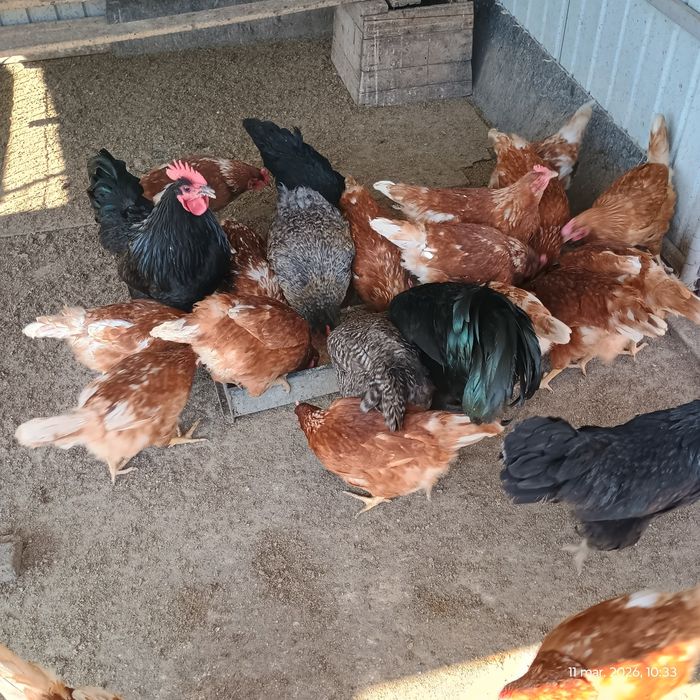 Vând ouă pentru incubat