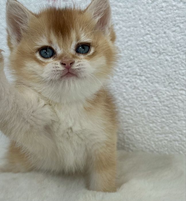Fetita british shorthair chinchilla golden superba! Pedigree