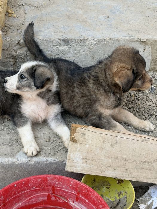 Catelusi pentru adoptie