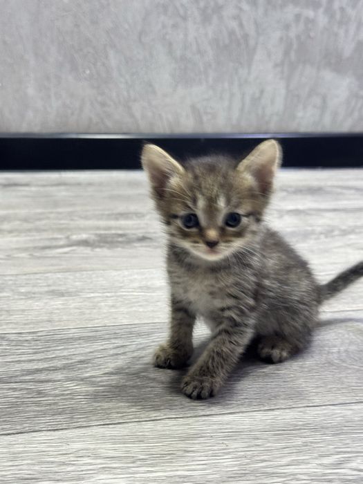 Отдам котят в добрые руки