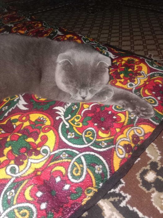 Шотландский скотиш фолд