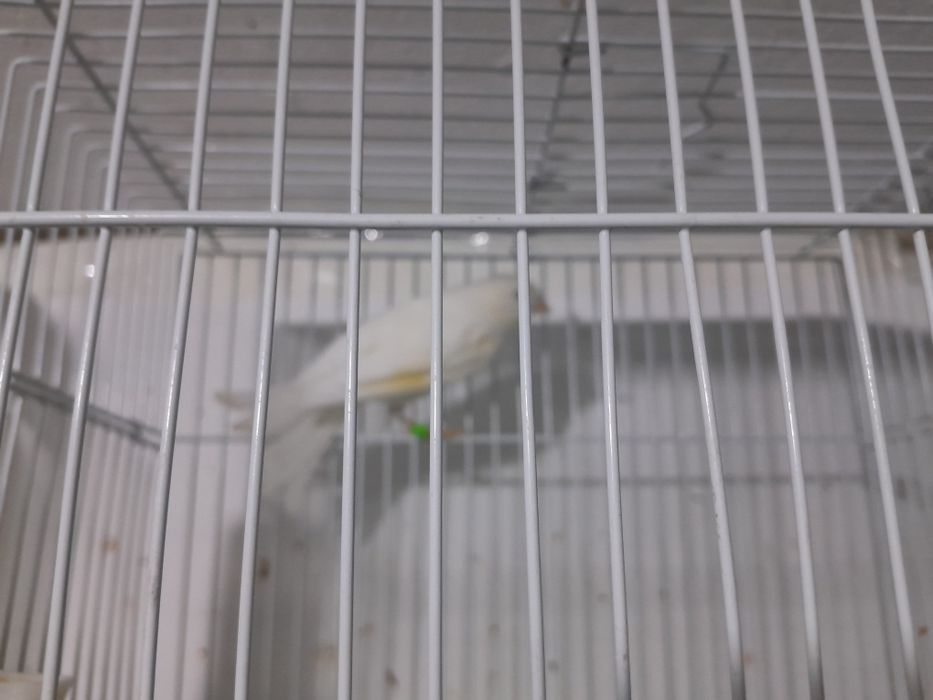 Канарейки поющие.