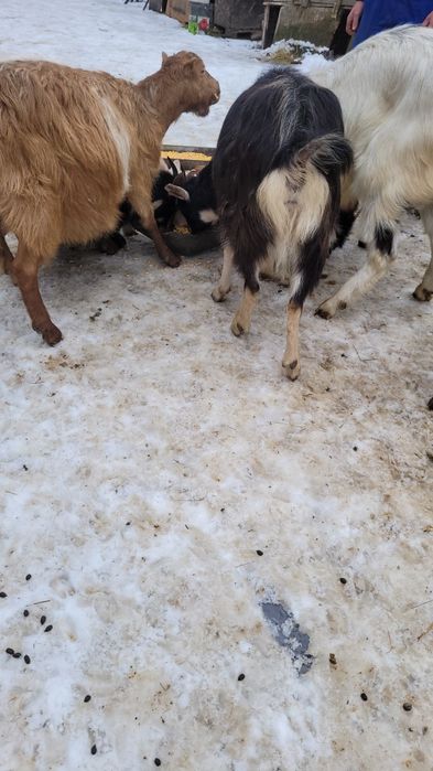 Capre alpine si anglonubiane