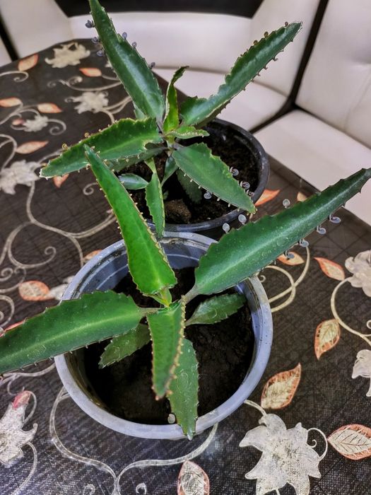 Лечебное алоэ, каланхоэ. Доставка