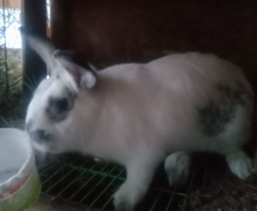 Большие Кролики.