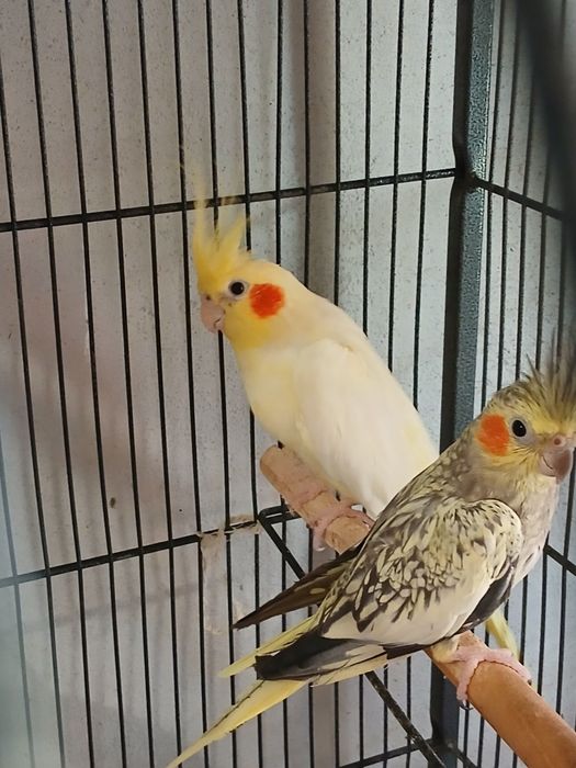 Nimfe reproducătoare