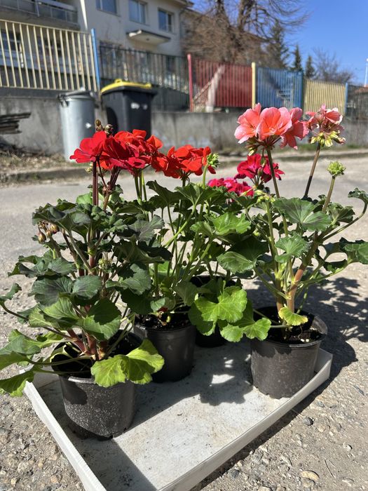 Градински цветя за украса на двора