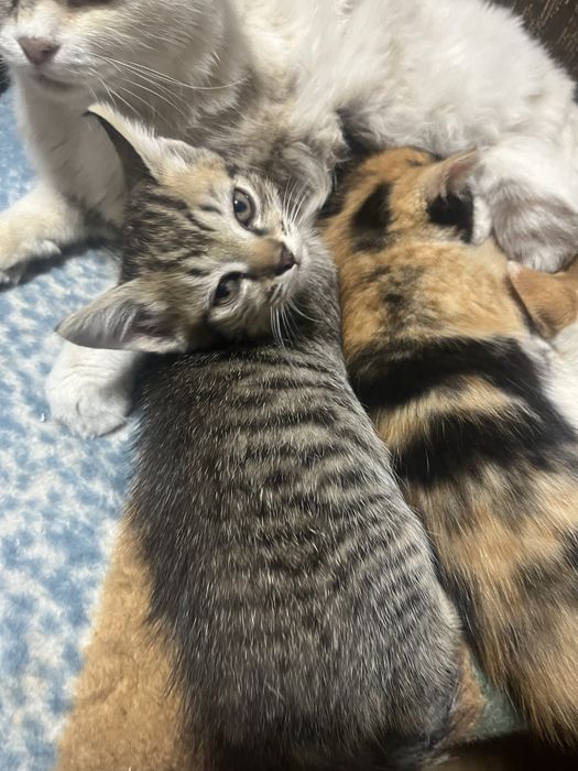 отдам котенка мальчика