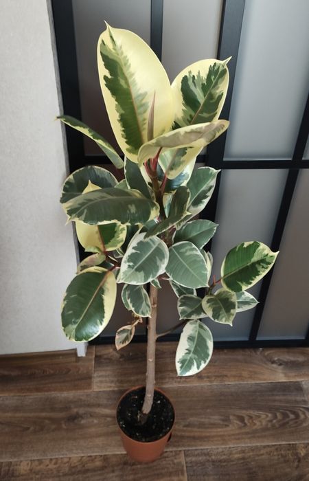 Продам черенки фикуса эластика