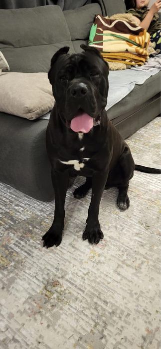 Кабель кане корсо ищет подругу