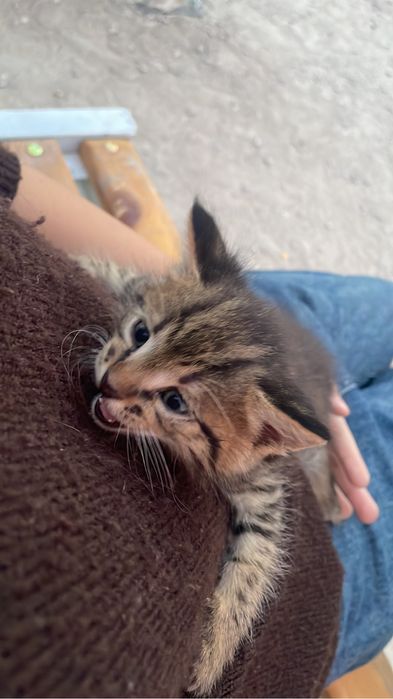 Котенок бесплатно