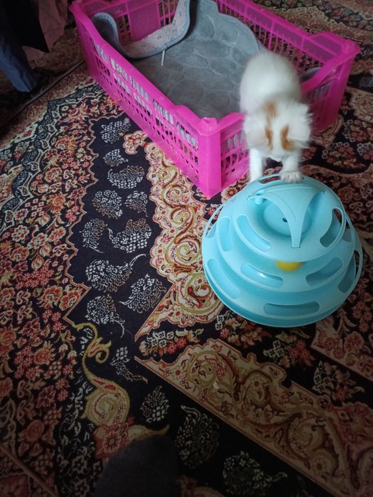 Котёнок от турецкой ангоры