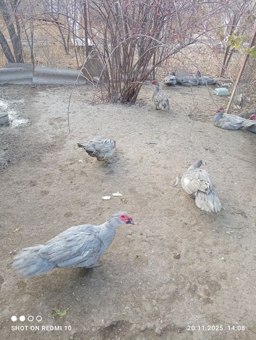 Индоутки порода Лаванда.