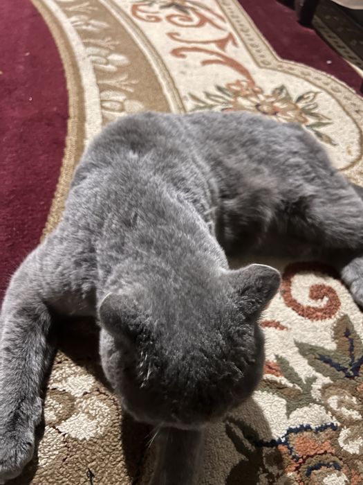 Mushuk british strayt