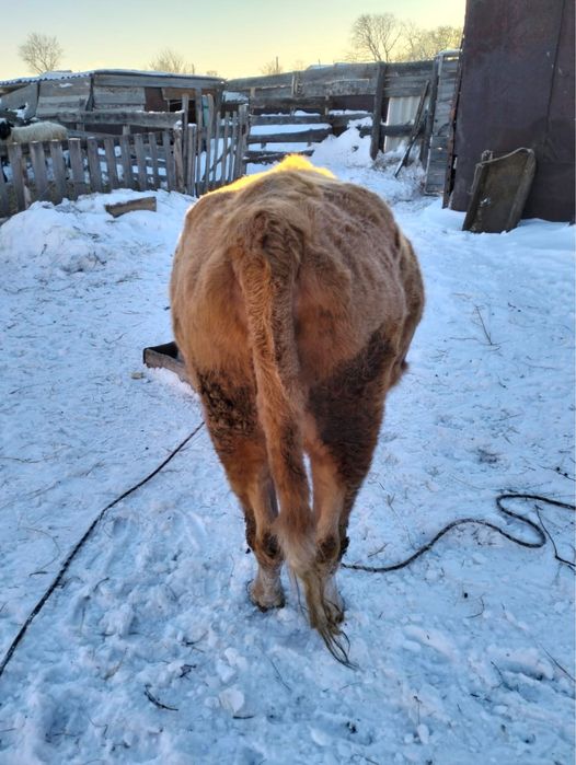 Продаем двух годовую корову