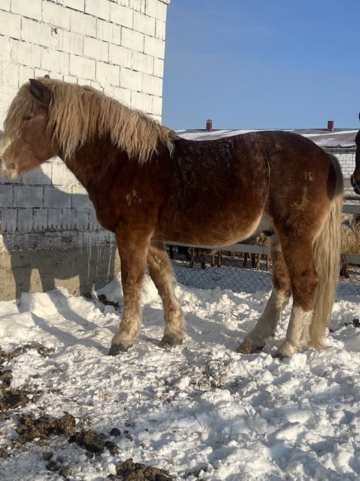 Жеребец советский тяжеловоз