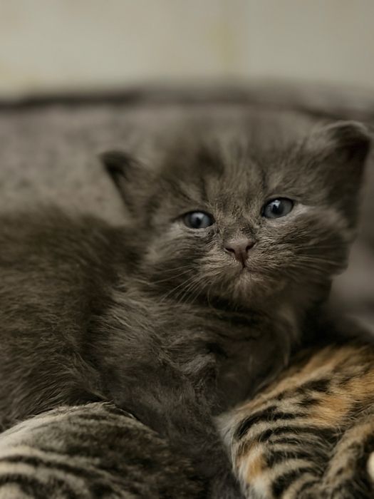 котенок мальчик в добрые руки
