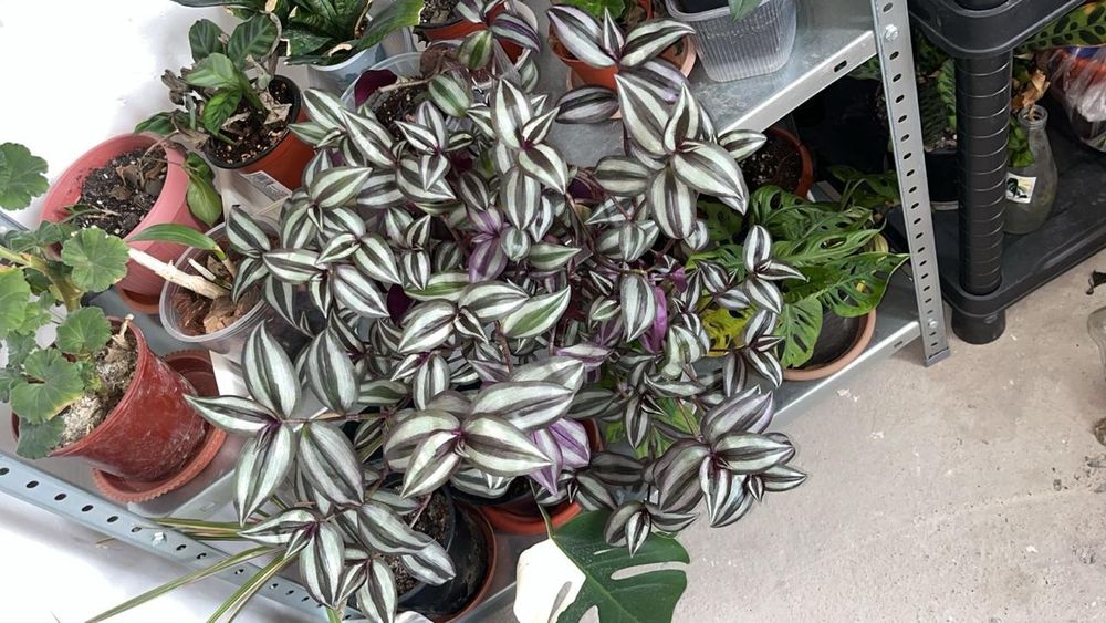 Большие цветы продаю