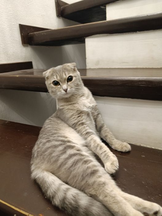 Кошка вислоухие девочка