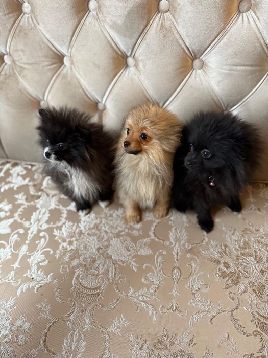 Щенки померанского шпица