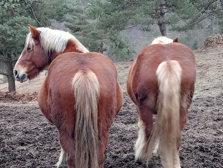 Vând 5 iepe Gestante și o Mânză face doi ani SE VÂND DOAR TOATE