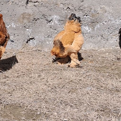 Брама Паливый гигант тухумлари