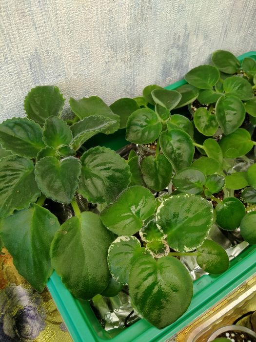 Продажа,детки фиалок!!!