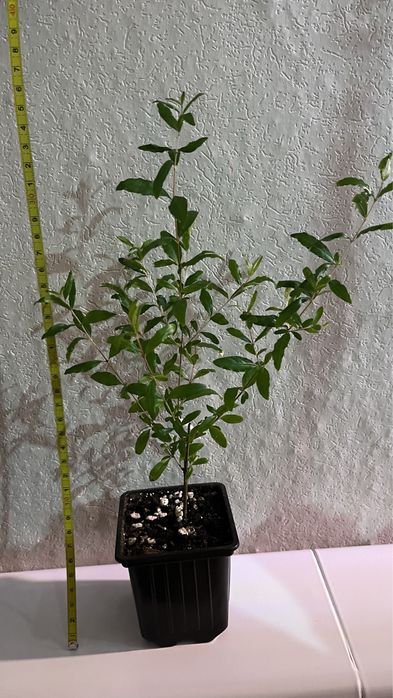 Гранат комнатный мини