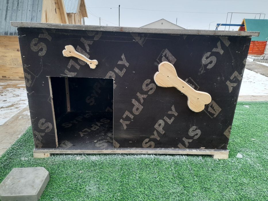 Иттің ұйымы салылады