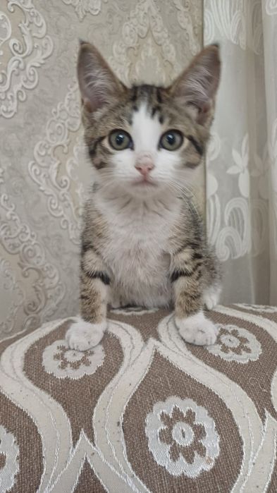 Отдам котят бесплатно