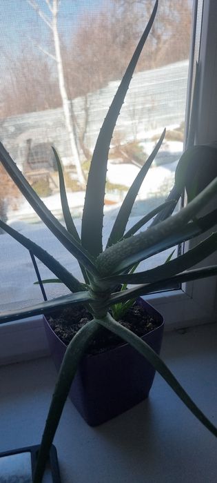 Комнатные растения