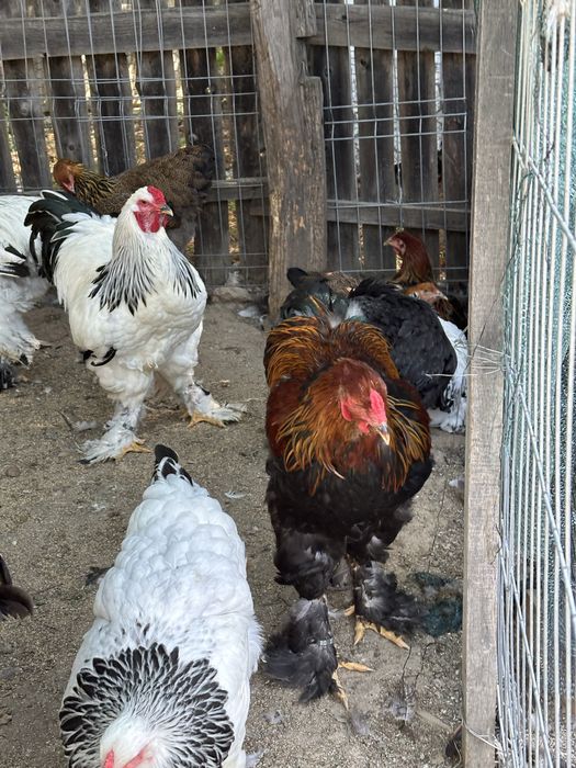 Cocosi brahma potarnichiu si herminat deschis