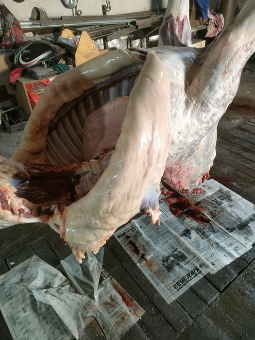 Откорм тай байтал