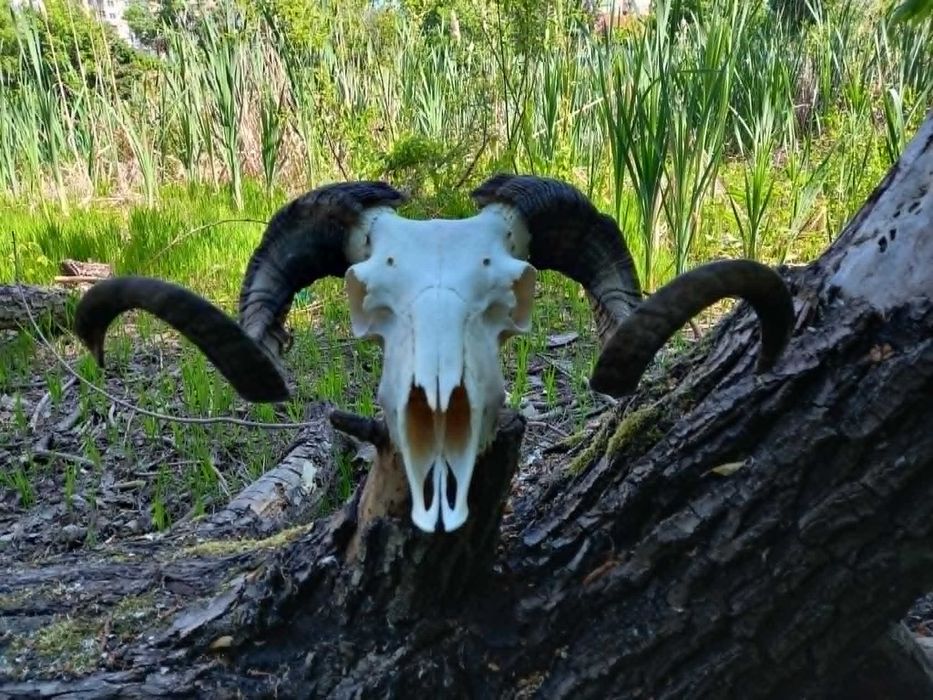 trofeu-trofee-craniu-coarne de berbec negru