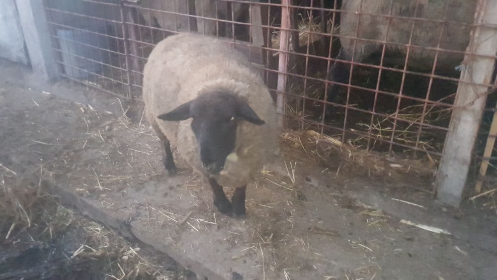 Berbecut de vînzare