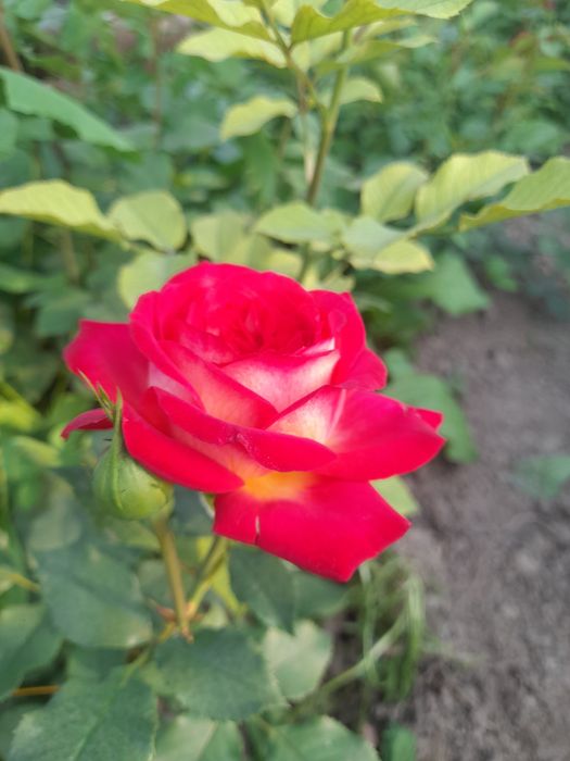 Саженцы розы Сортовые