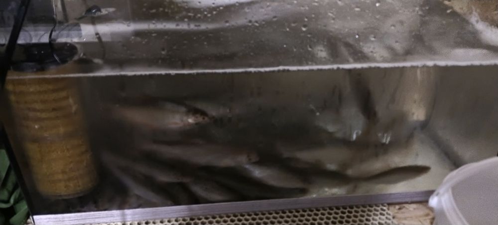 живец чебак круглосуточно